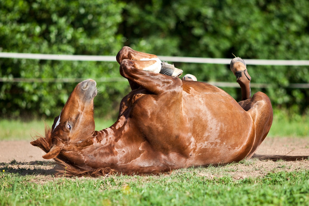 Coliques cheval